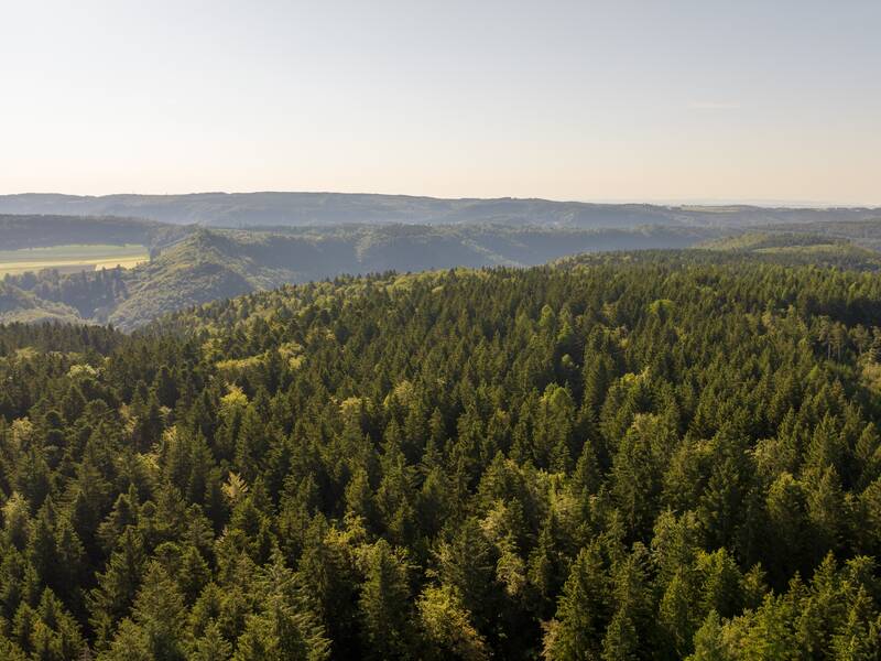Ein Bild vom Wald aus der Luft