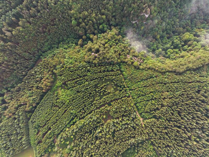 Luftaufnahme von oben auf der viele Bäume zu sehen sind